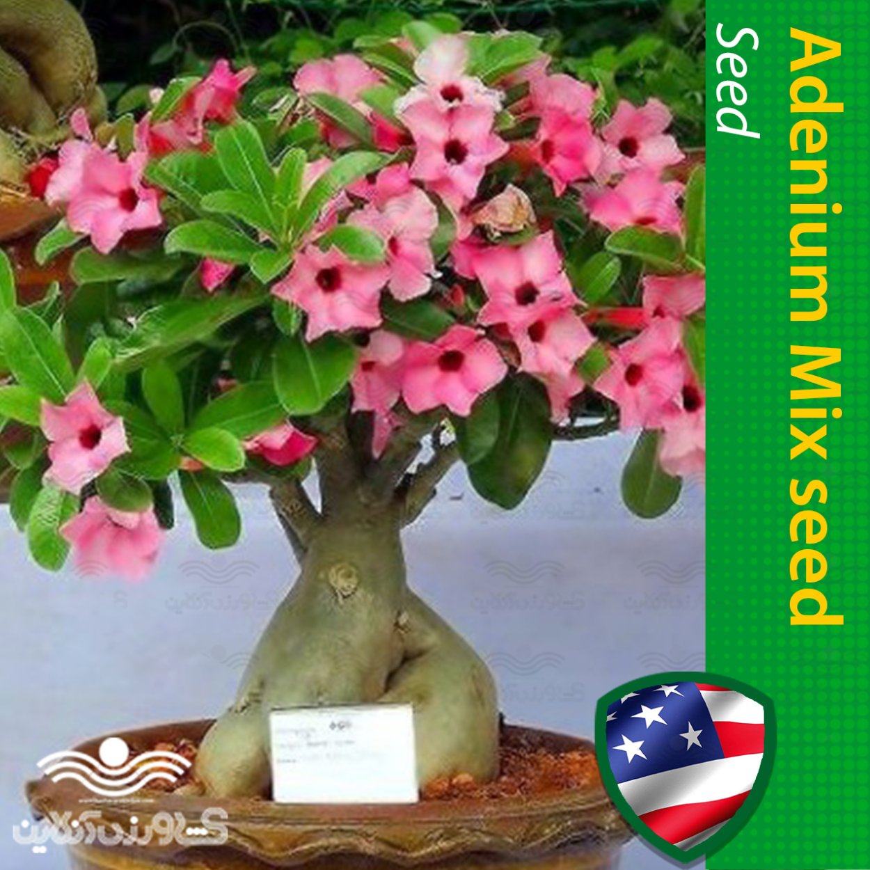 Адениум Сакура