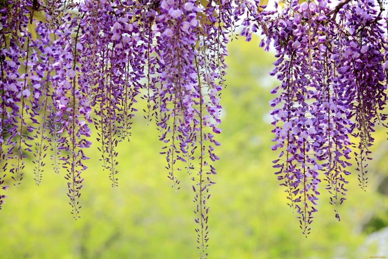 Цветущая Лиана Глициния