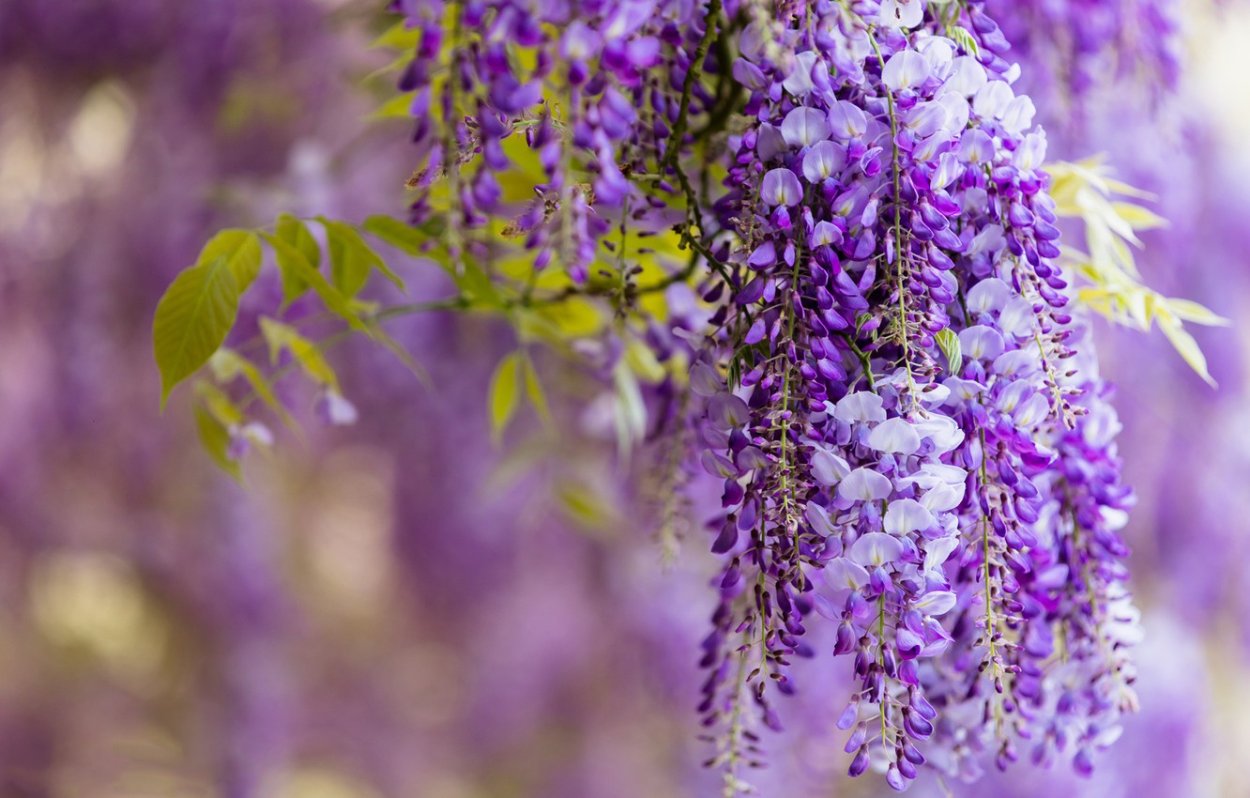 Глициния Лиана