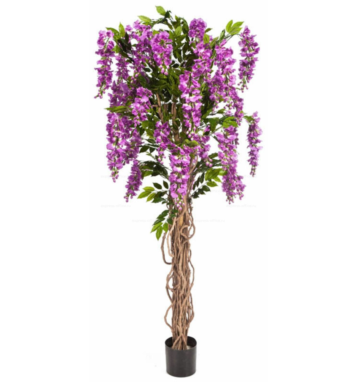 Цветущая Лиана Глициния