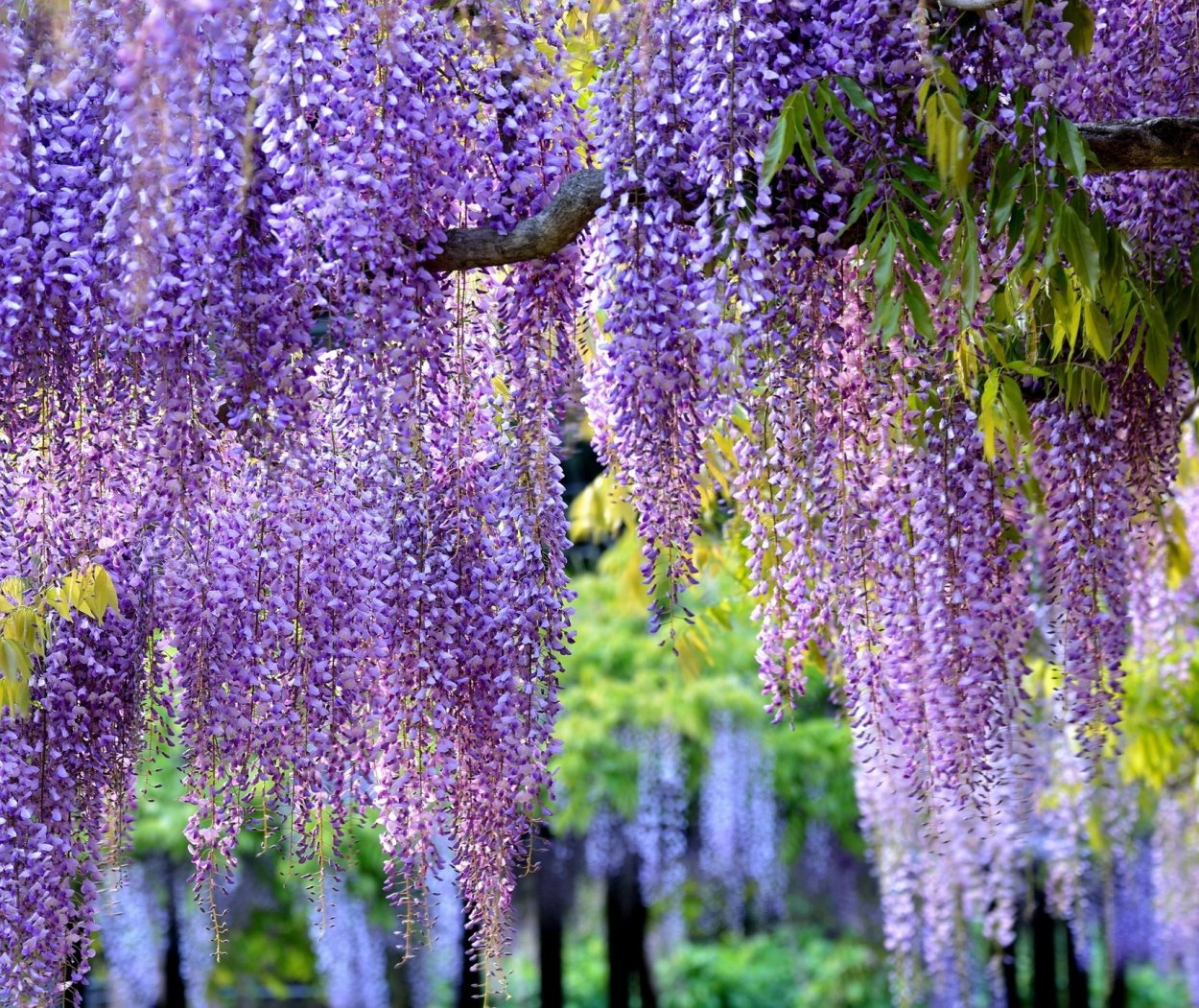 Глициния макростахия Блю Мун