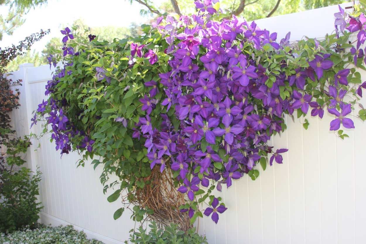 Клематис пильчатолистный Звездный дождь