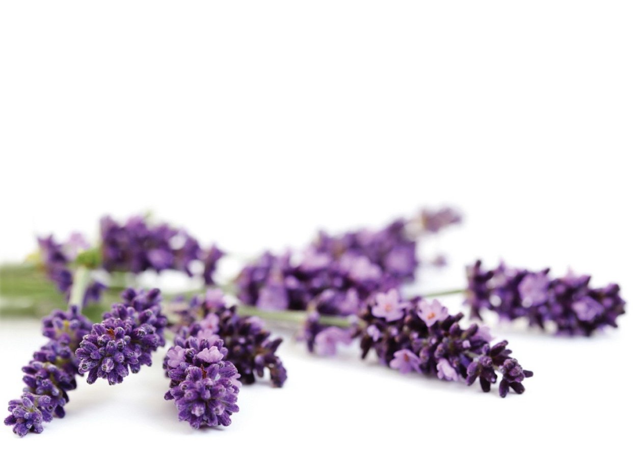 Цветы лаванды на белом фоне