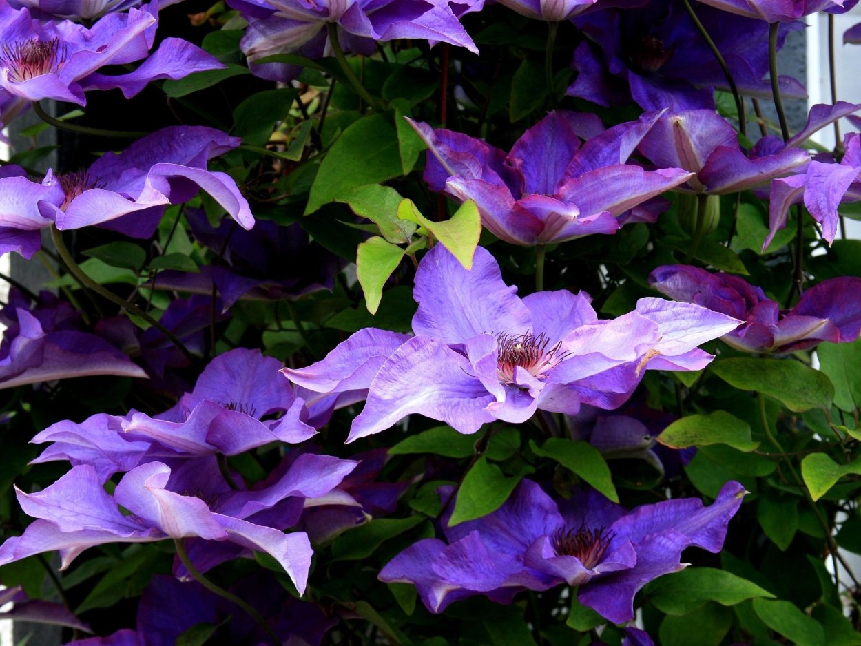 Клематис фиолетовый