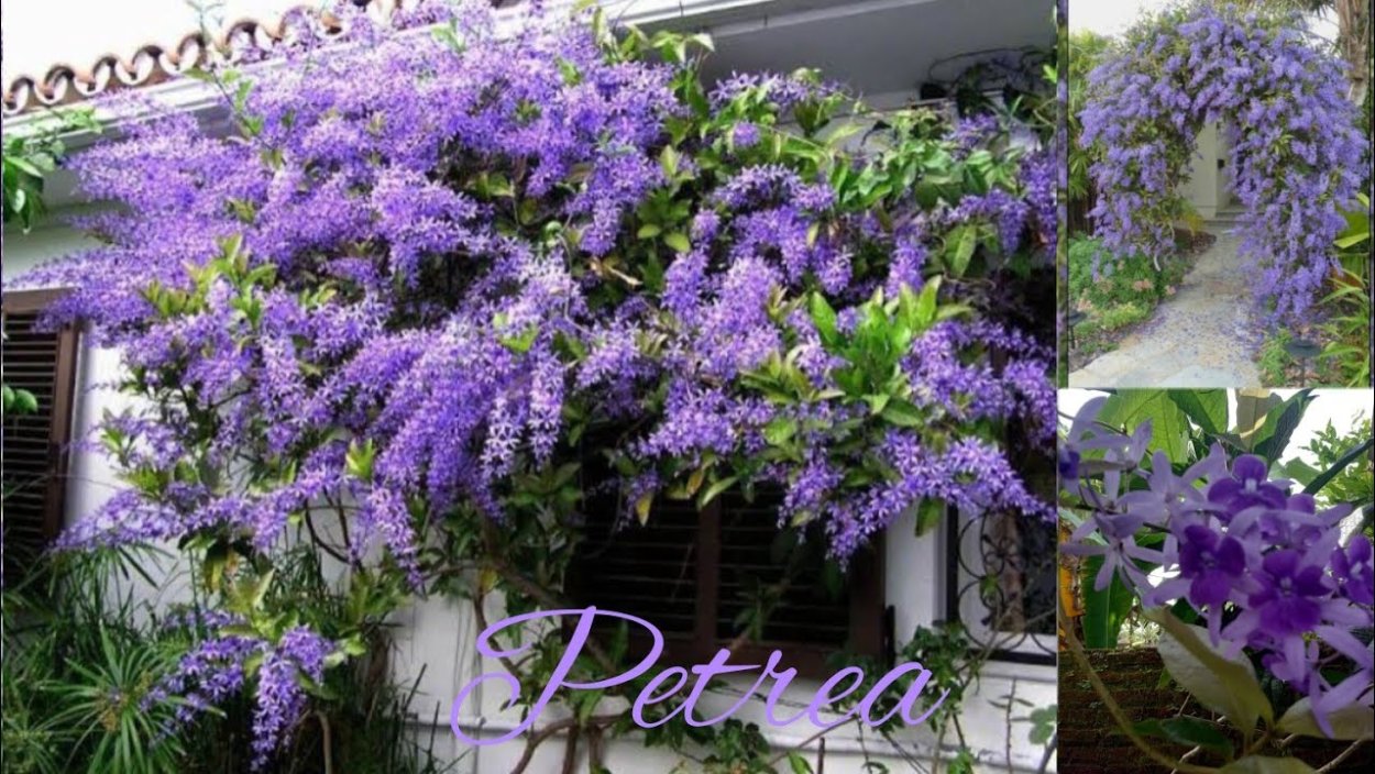 Петрея вьющаяся (Petrea Volubilis
