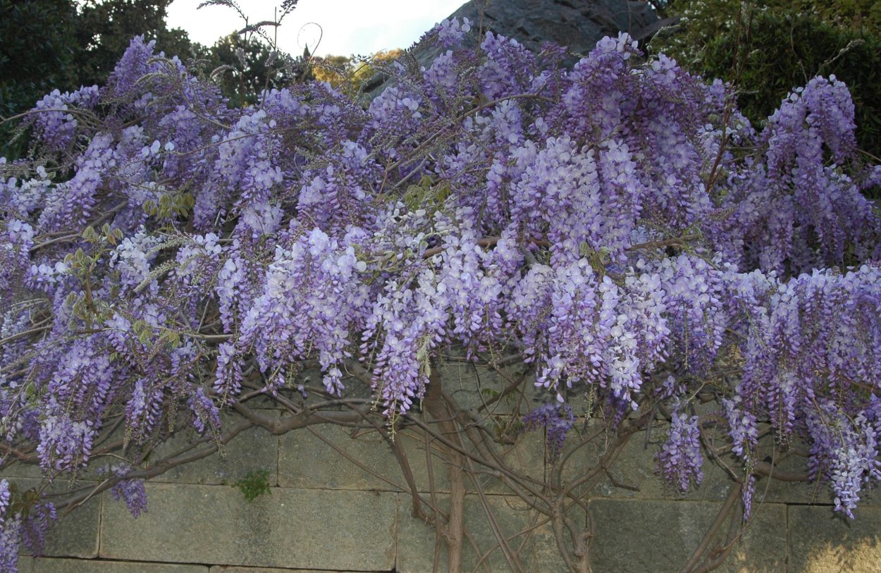 Лиана Вистерия летний Каскад