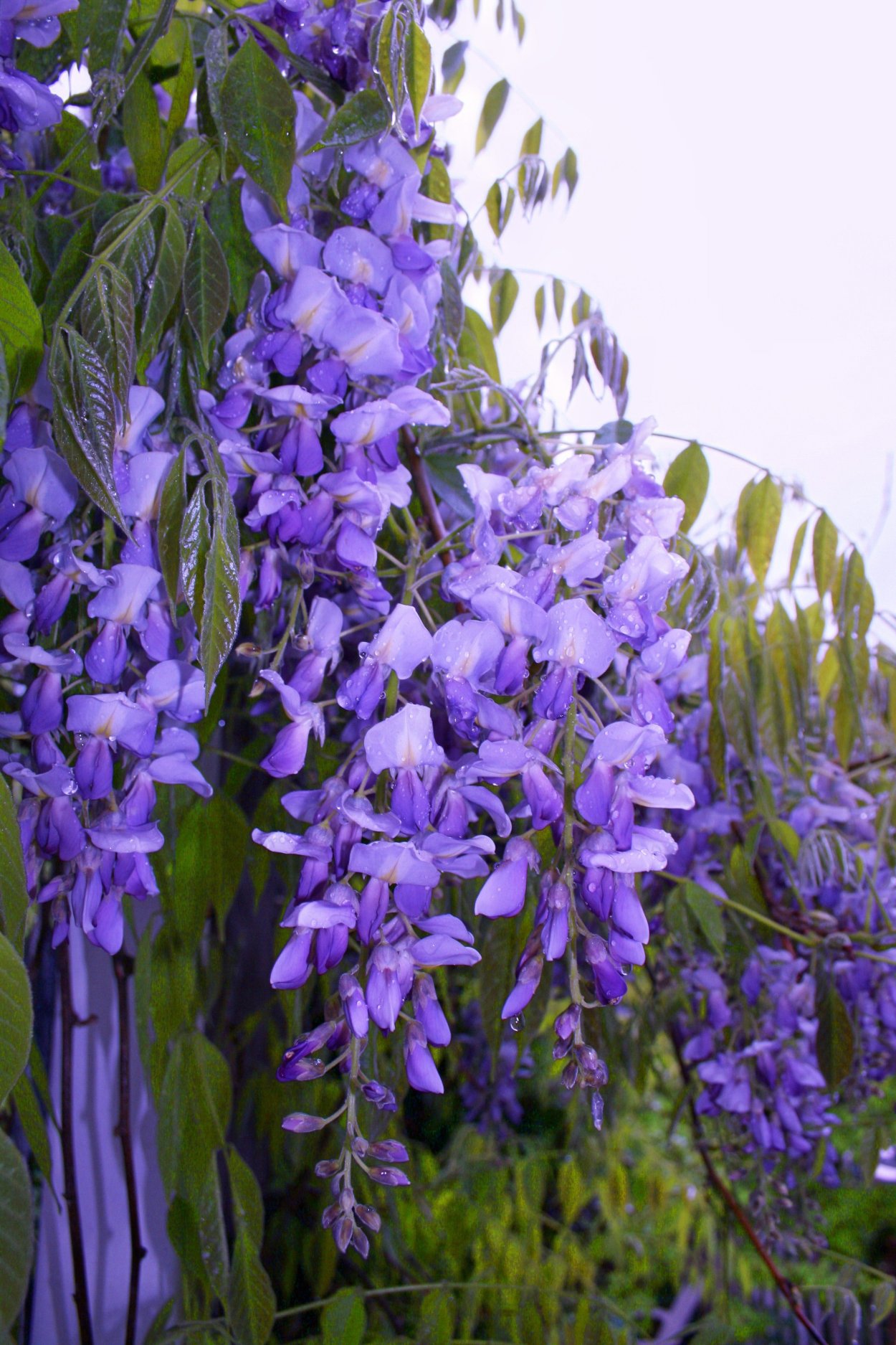 Глициния вьющаяся