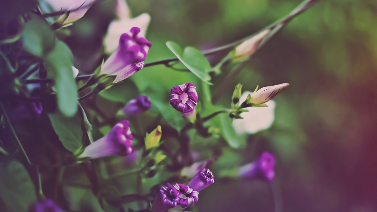 Зелено фиолетовый цветок