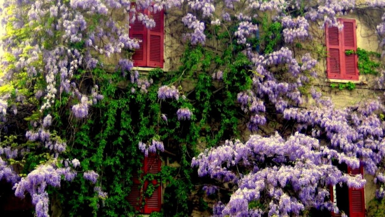 Глициния в Абхазии