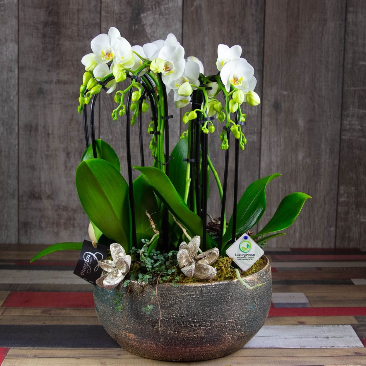 Орхидея в горшке