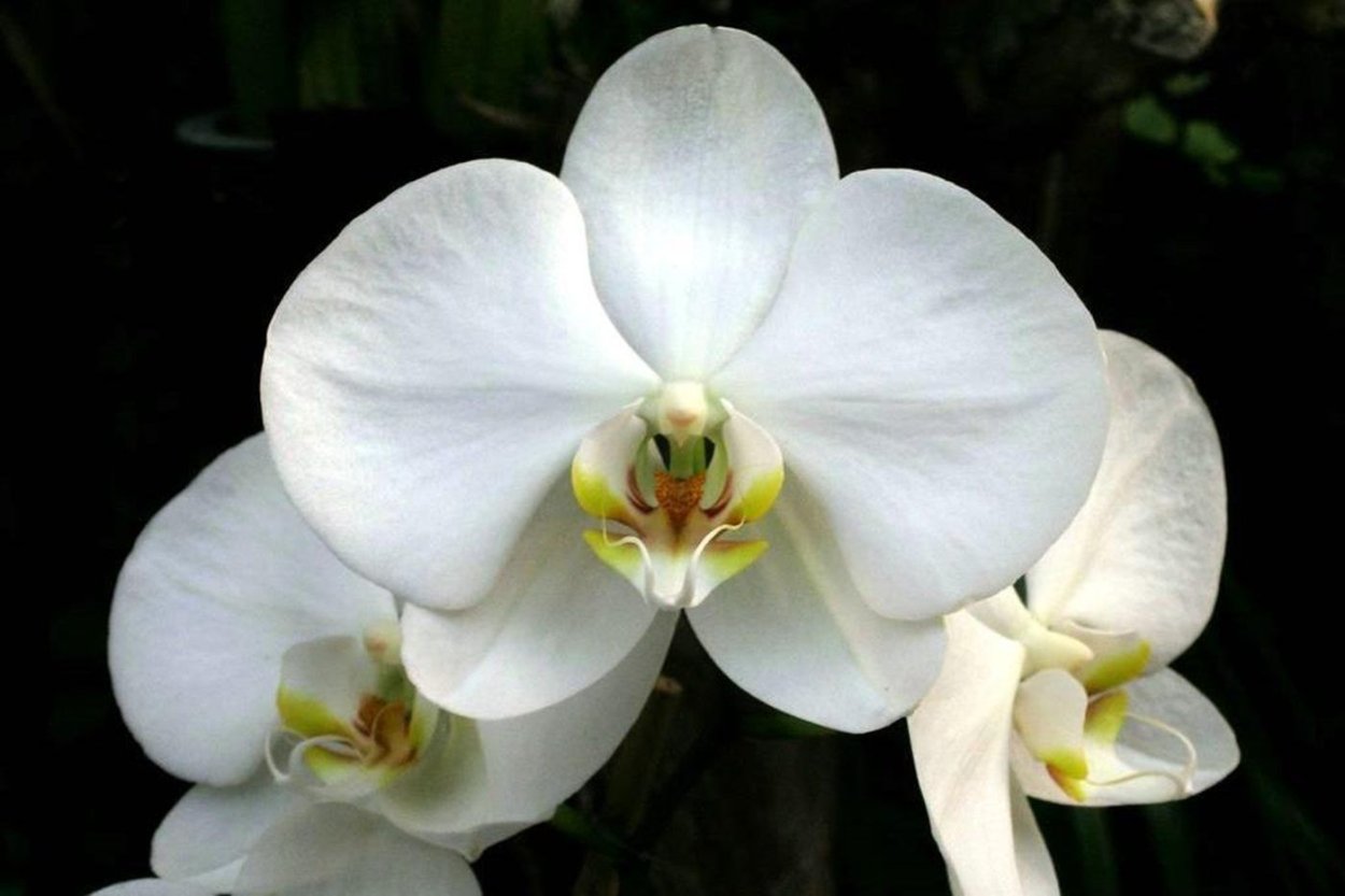 Орхидея Phalaenopsis Ikaria