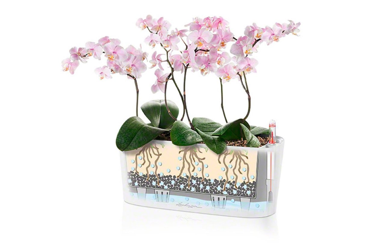 Лечуза террапон