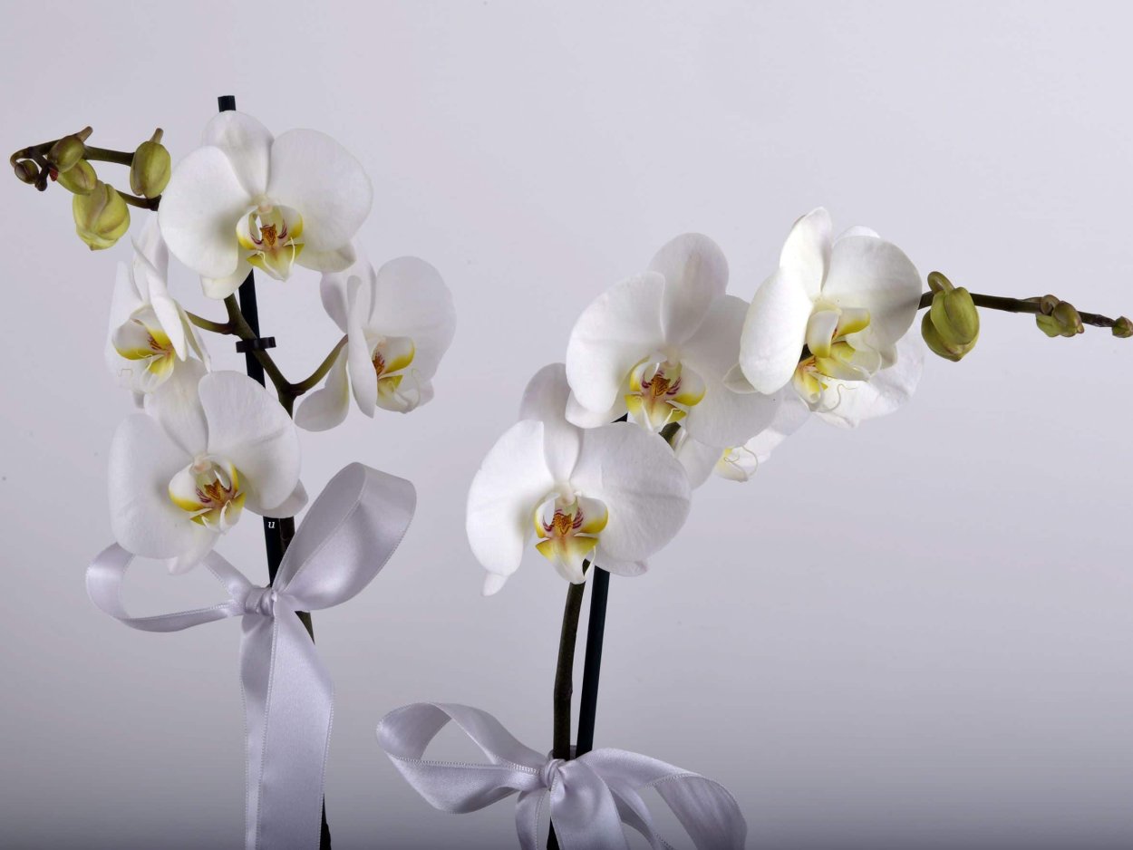 Орхидея на белом фоне