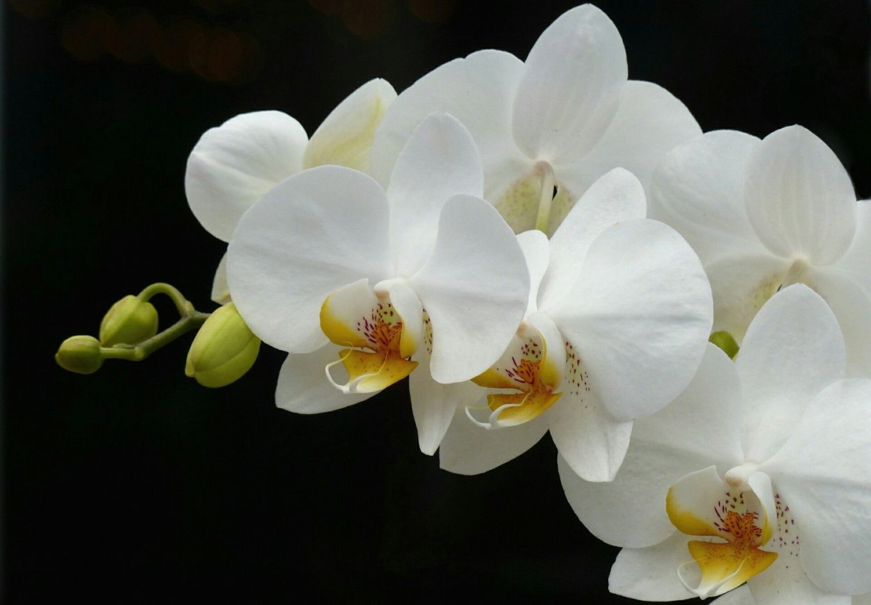 Орхидея Phalaenopsis