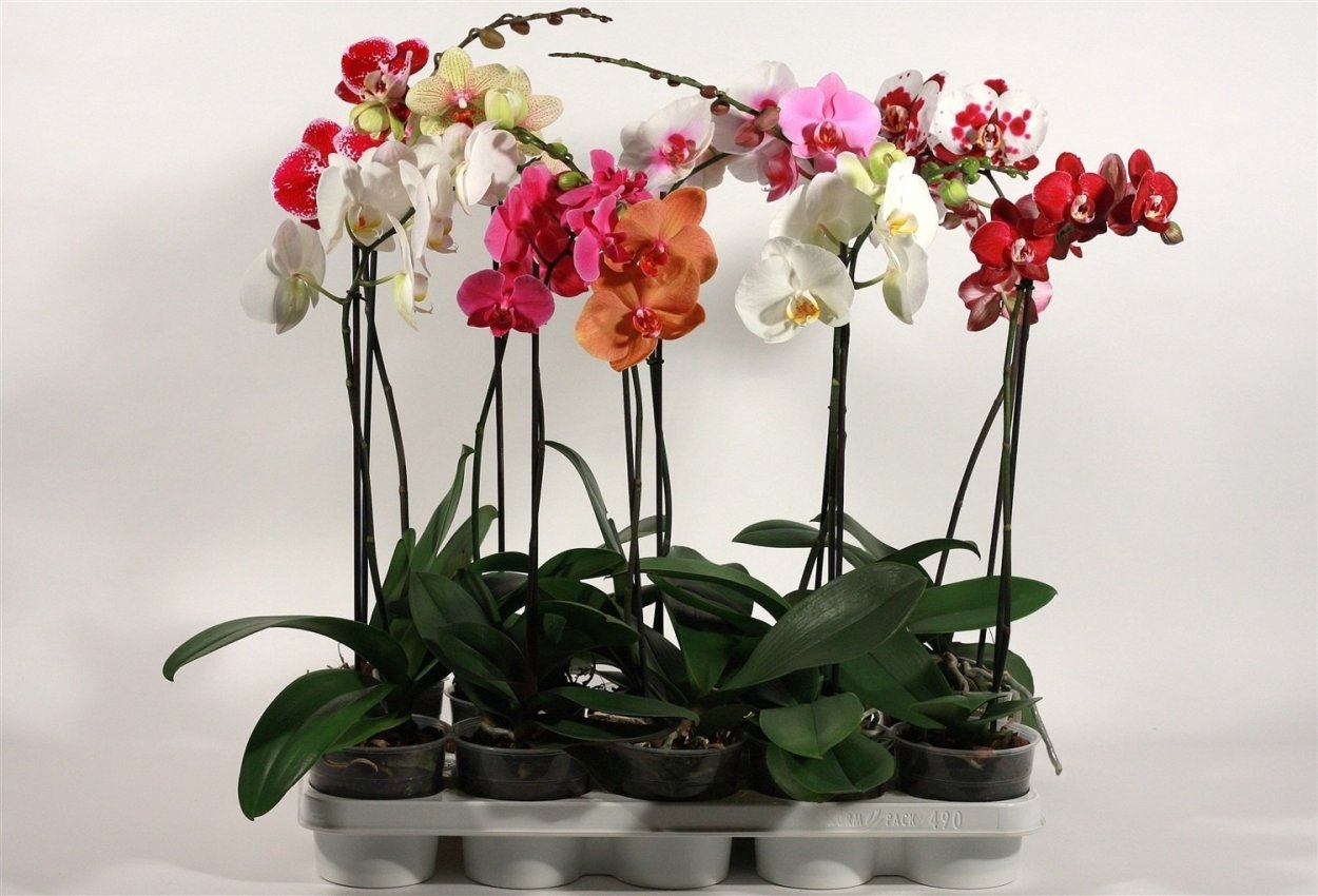 Орхидея микс d12