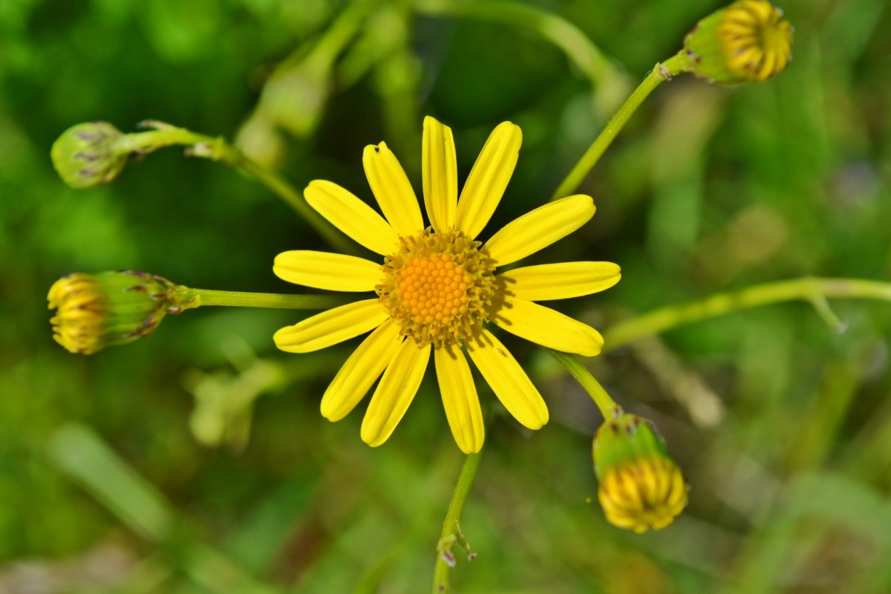 Крестовник малозубчатый
