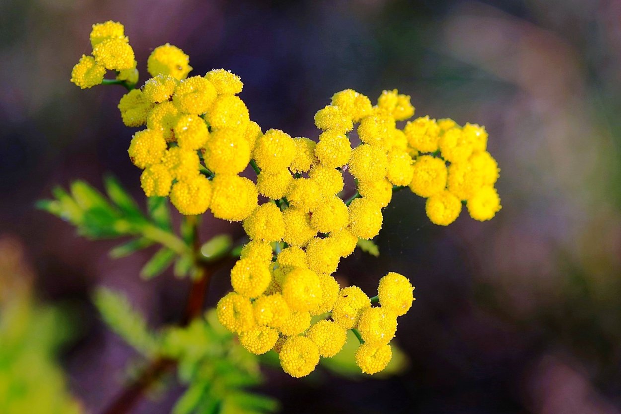 Пижма обыкновенная (Tanacetum vulgare)