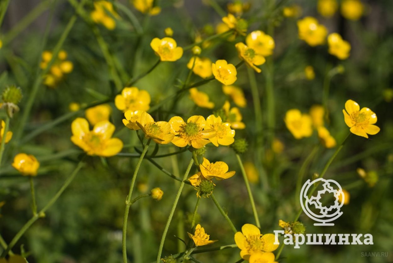 Ranunculus Acris Лютик едкий