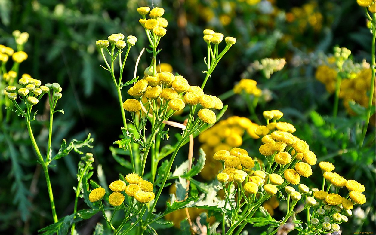 Пастернак зонтичные