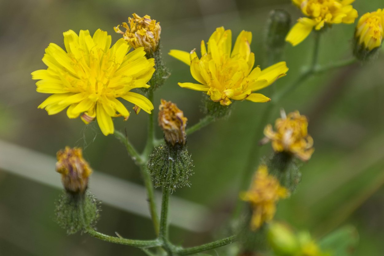 Пастернак посевной