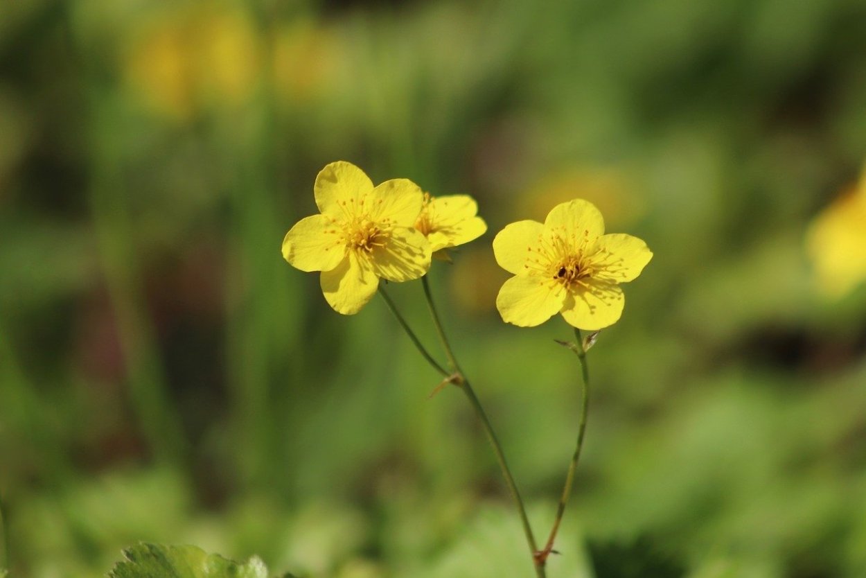 Лютик едкий куриная слепота