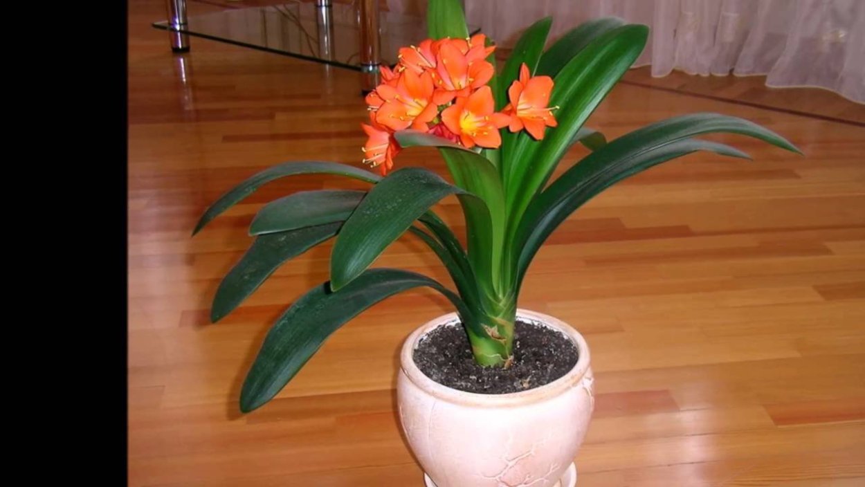 Кливия киноварная в горшке