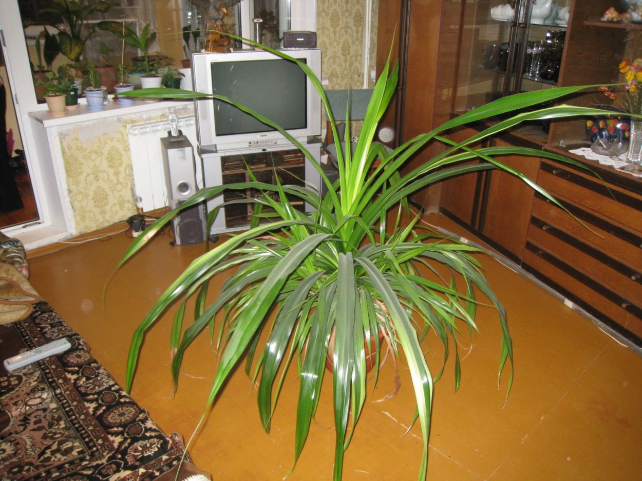 Хлорофитум панданус большой