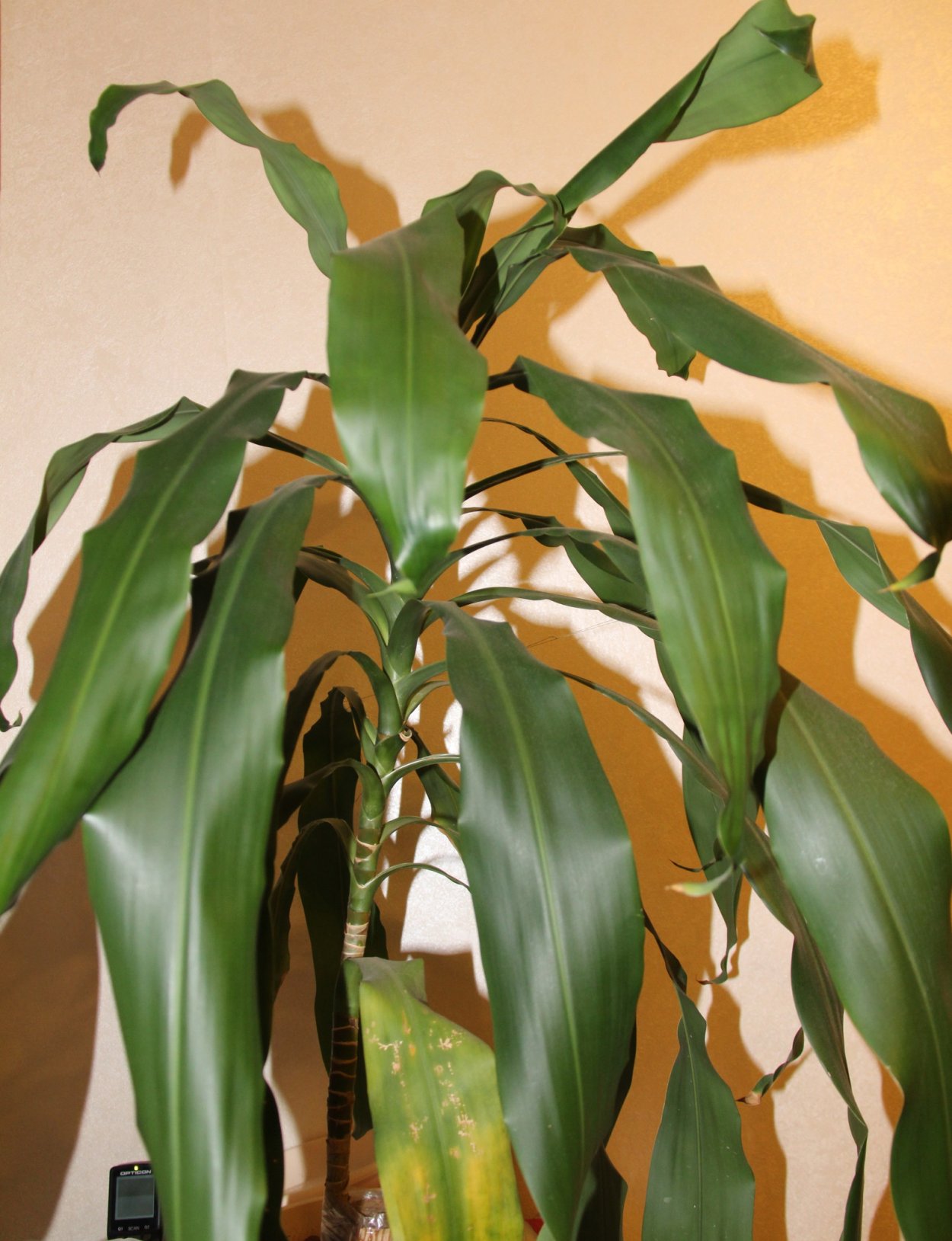 Цветок с широкими листьями