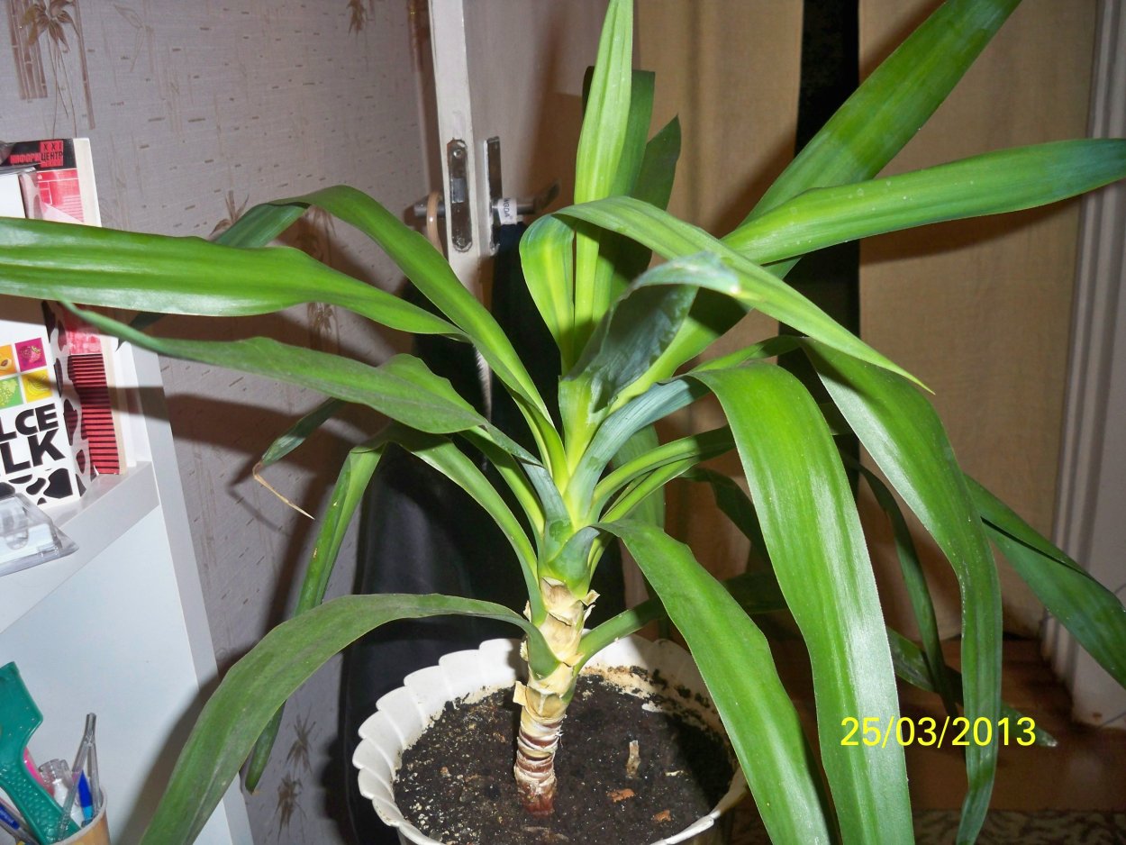 Цветок с длинными зелеными листьями