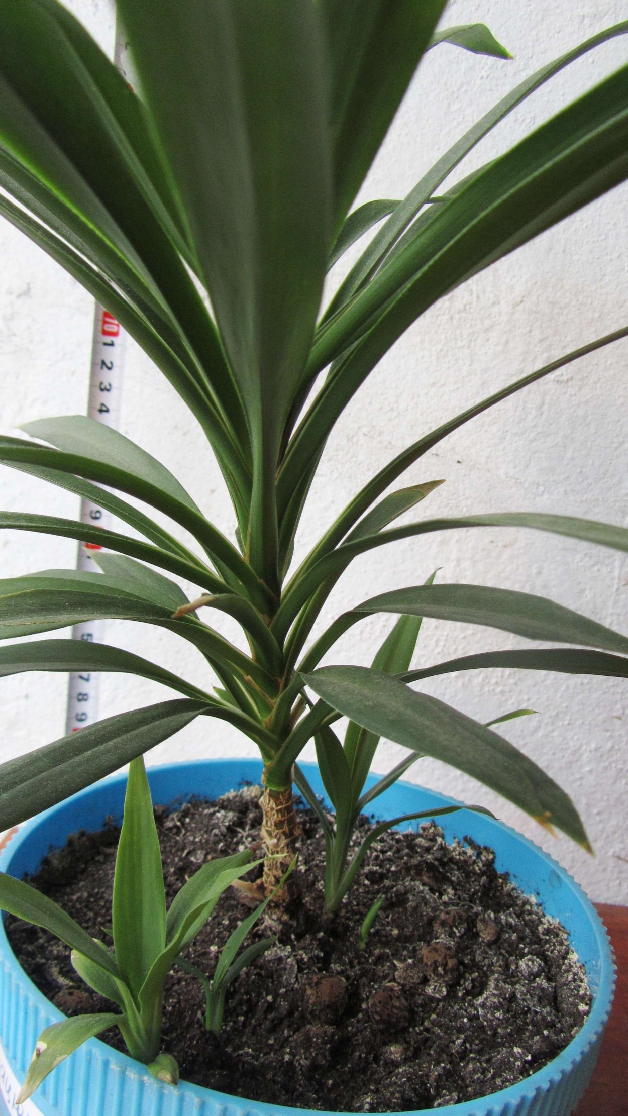 Кордилина Юкка цветок