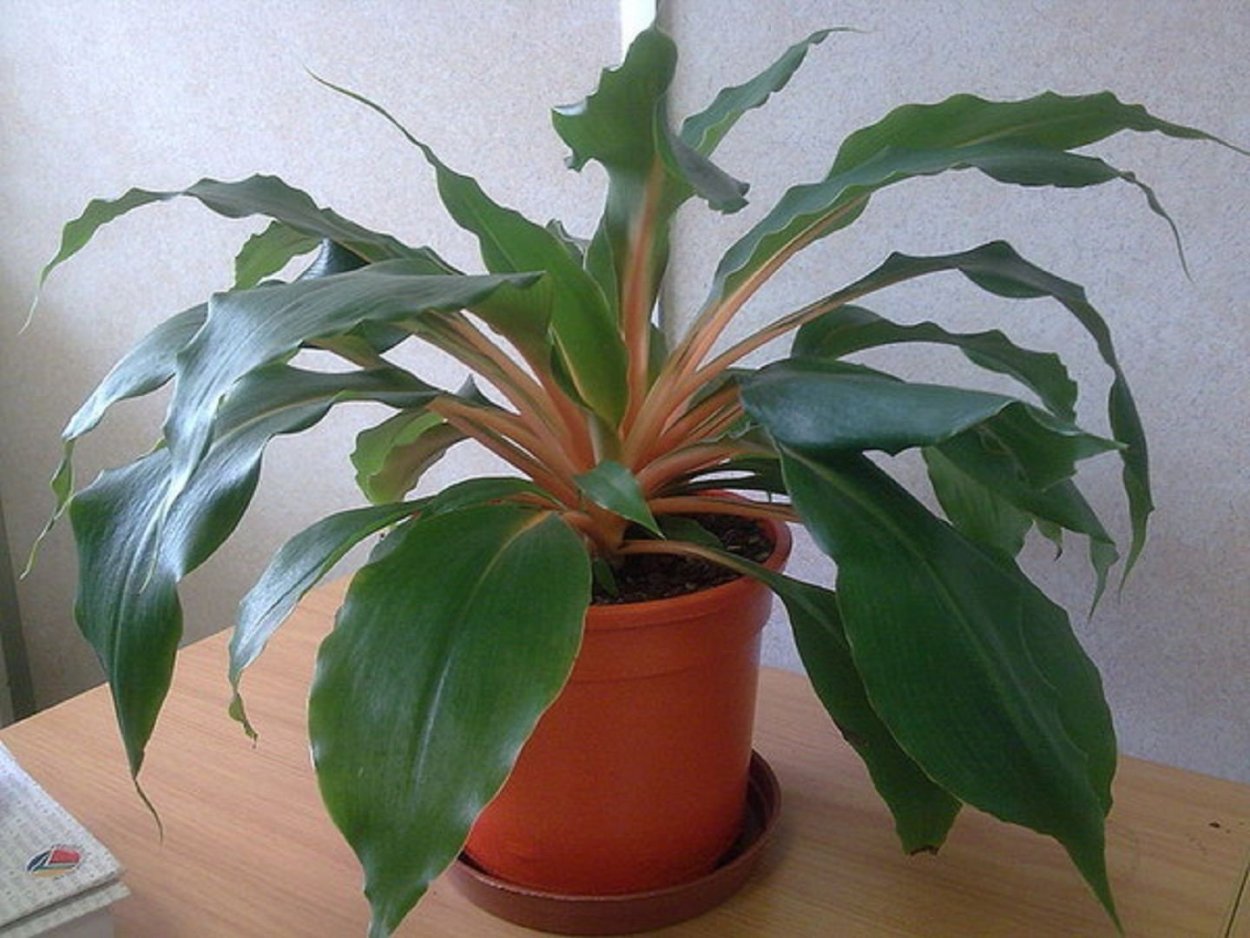 Хлорофитум Орхидаструм