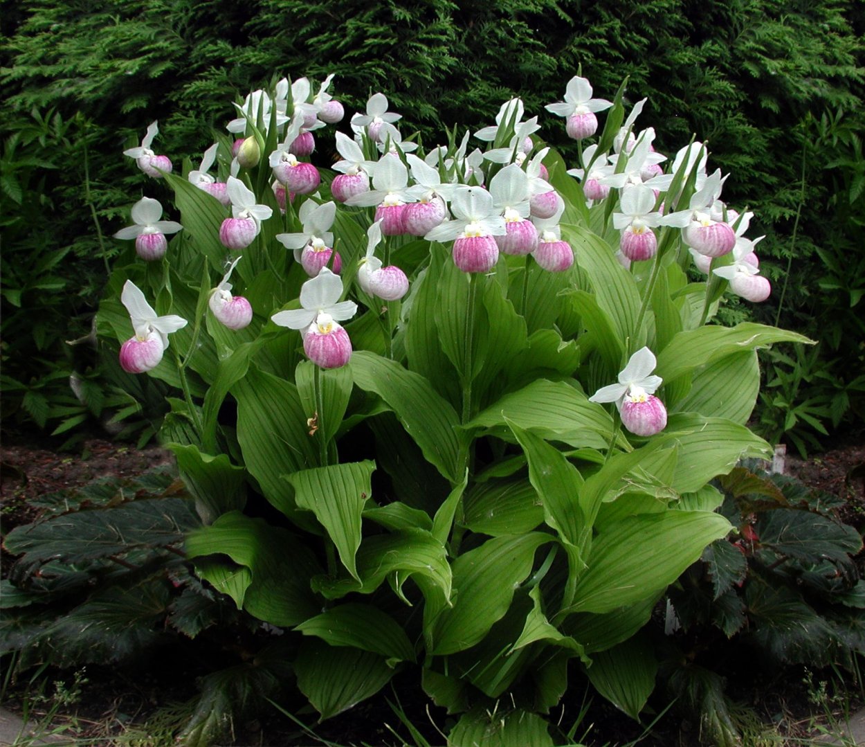 Cypripedium Reginae