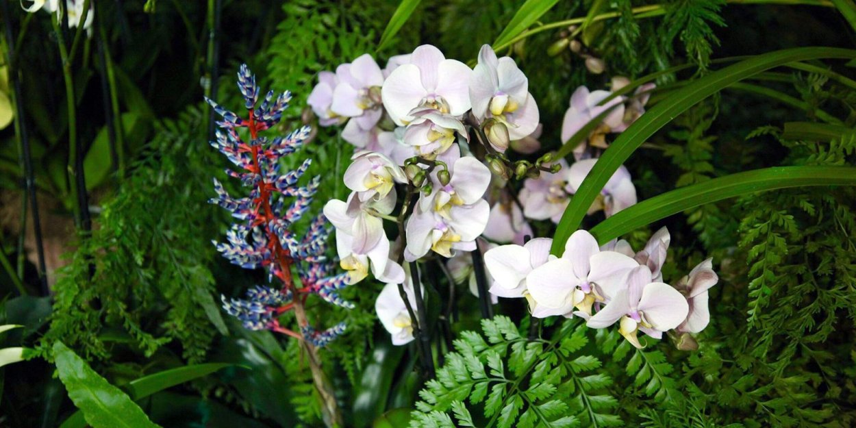 Цветок орхидеи фото крупным планом