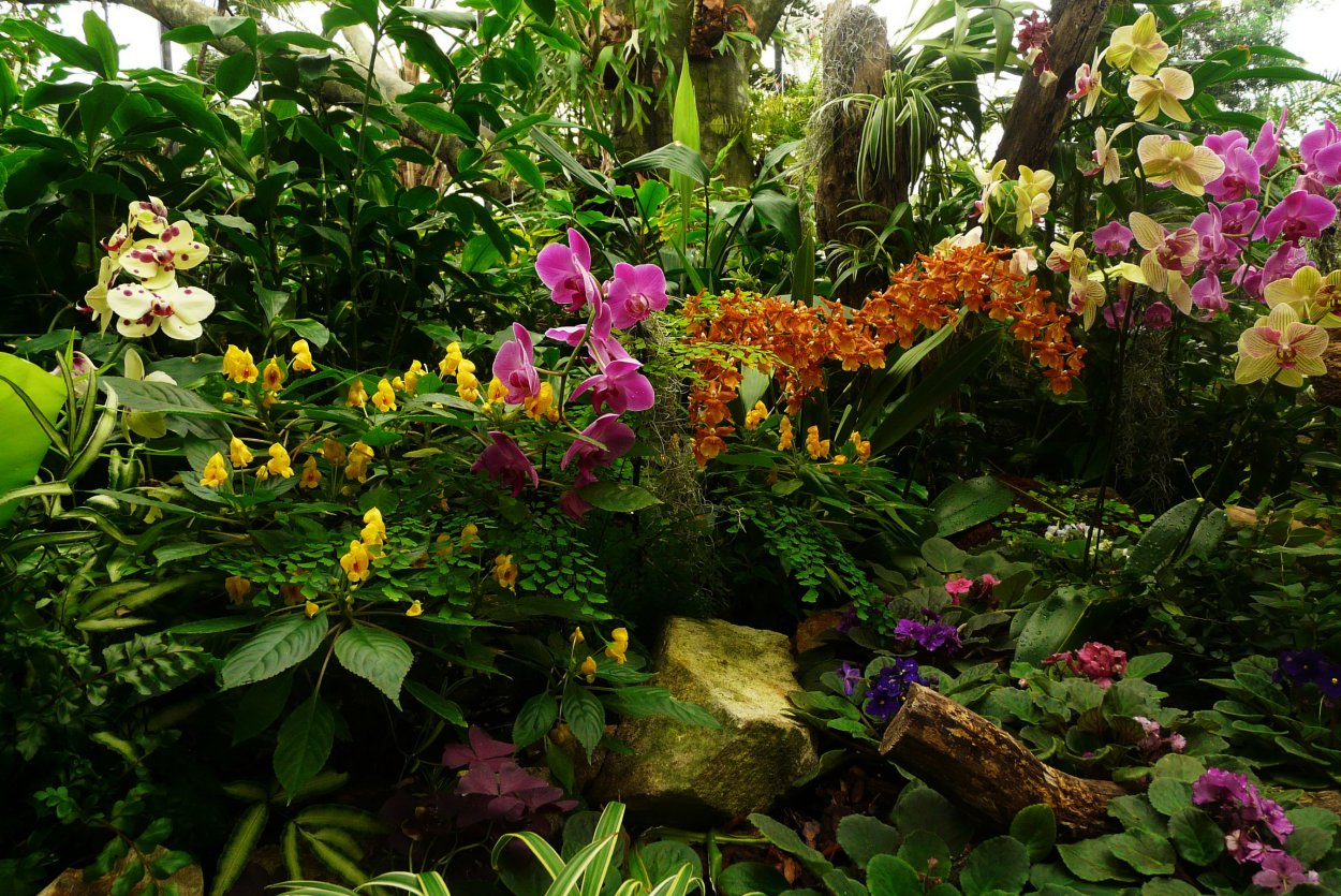 Орхидея фаленопсис в дикой природе