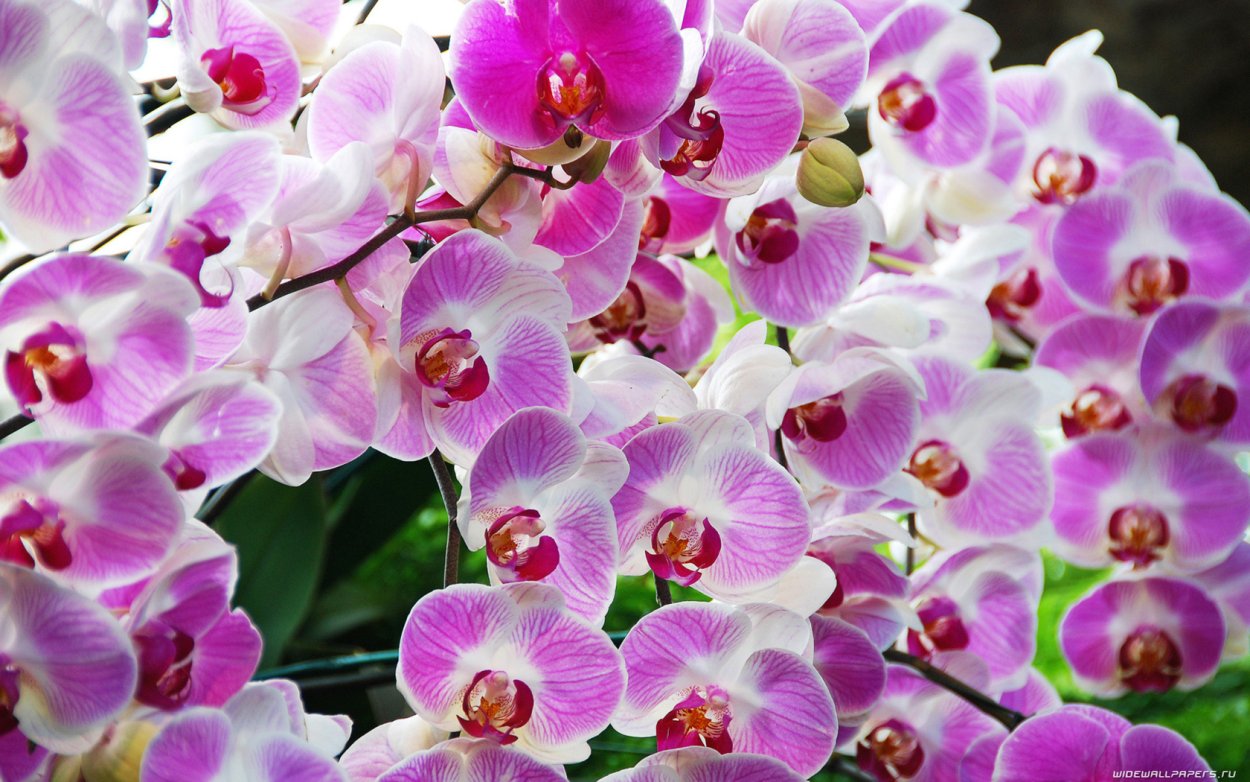 Орхидеи Orchid