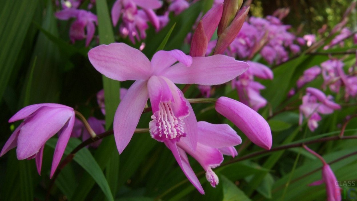 Орхидея Садовая многолетняя