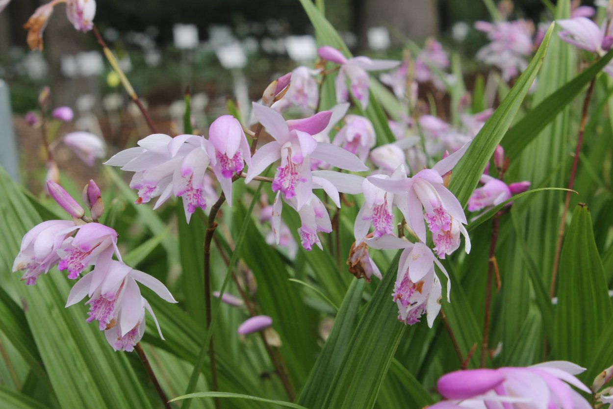 Орхидея Phalaenopsis Pasadena