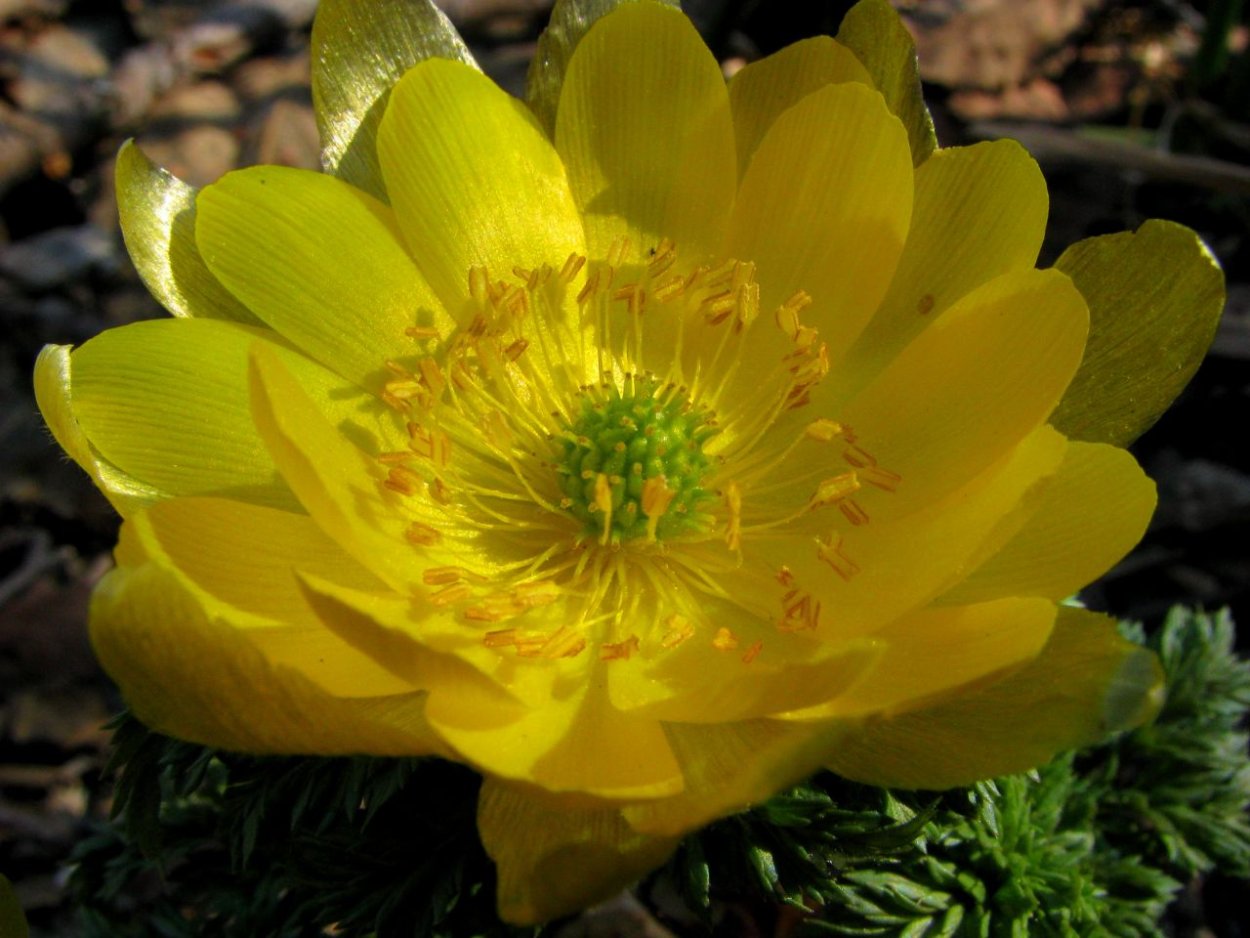 Адонис монгольский