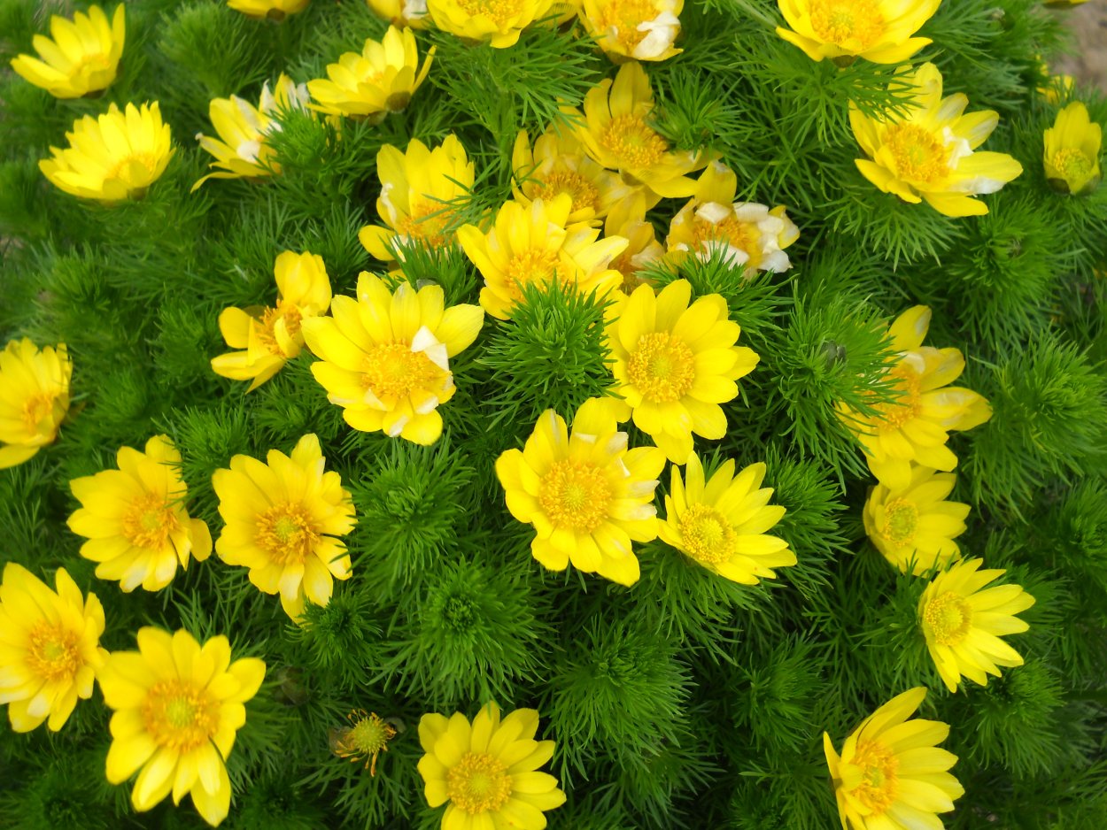 Адонис горицвет