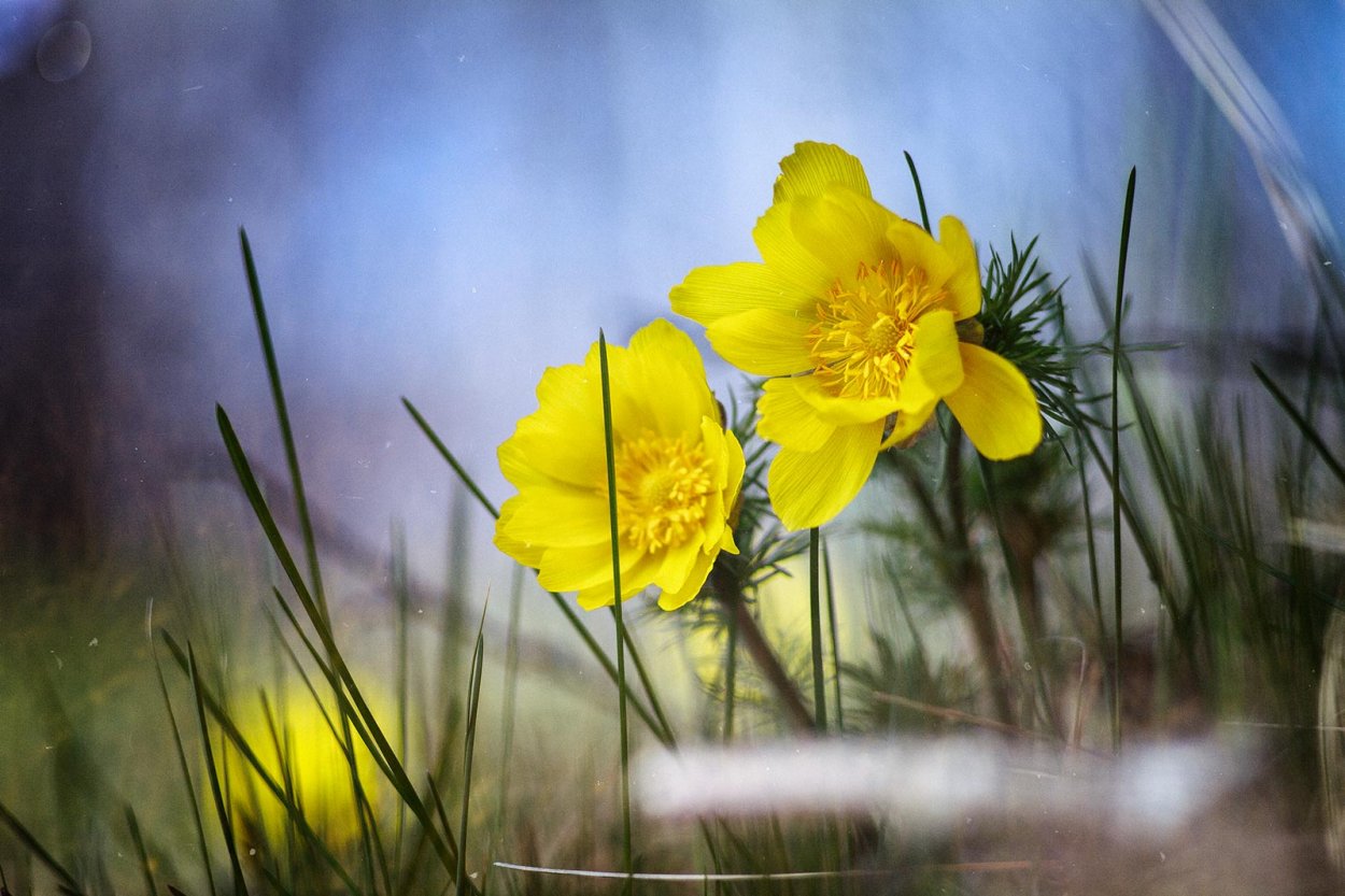 Адонис Луговой