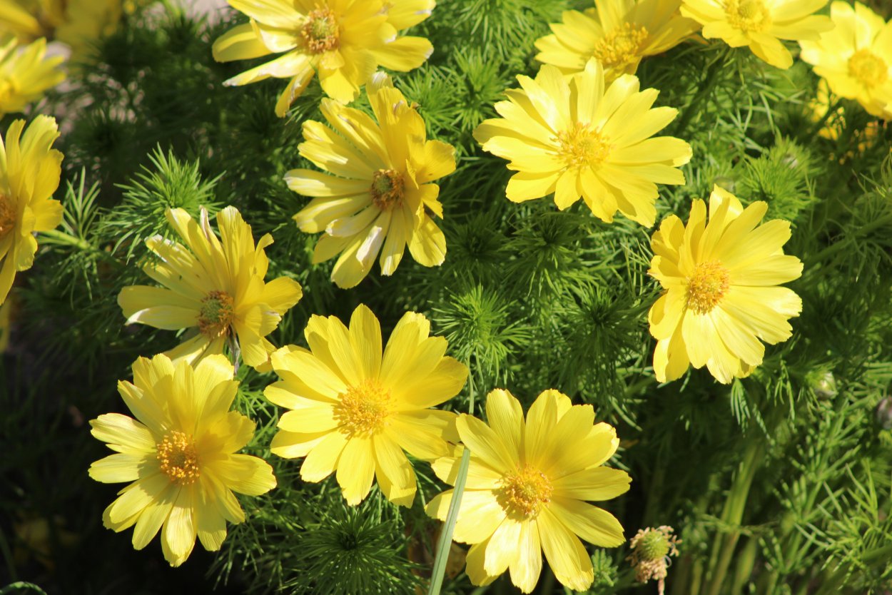 Адонис (растение)