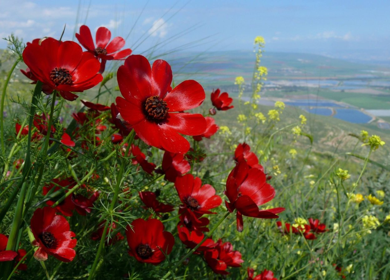 Адонис Керубино цветок