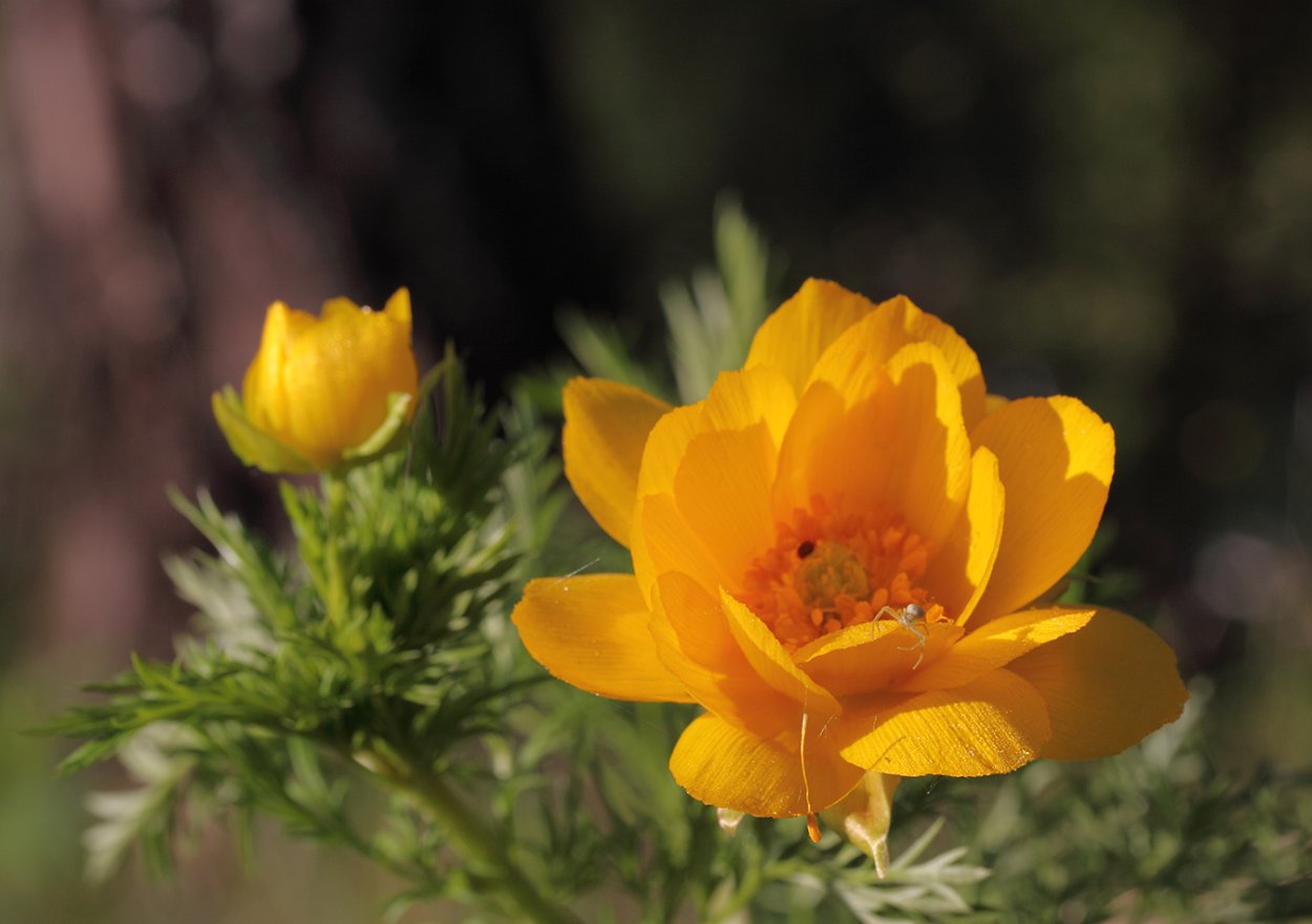 Адонис горицвет Сибирский