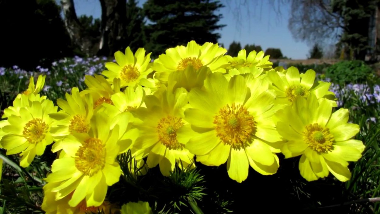 Адонис весенний или горицвет