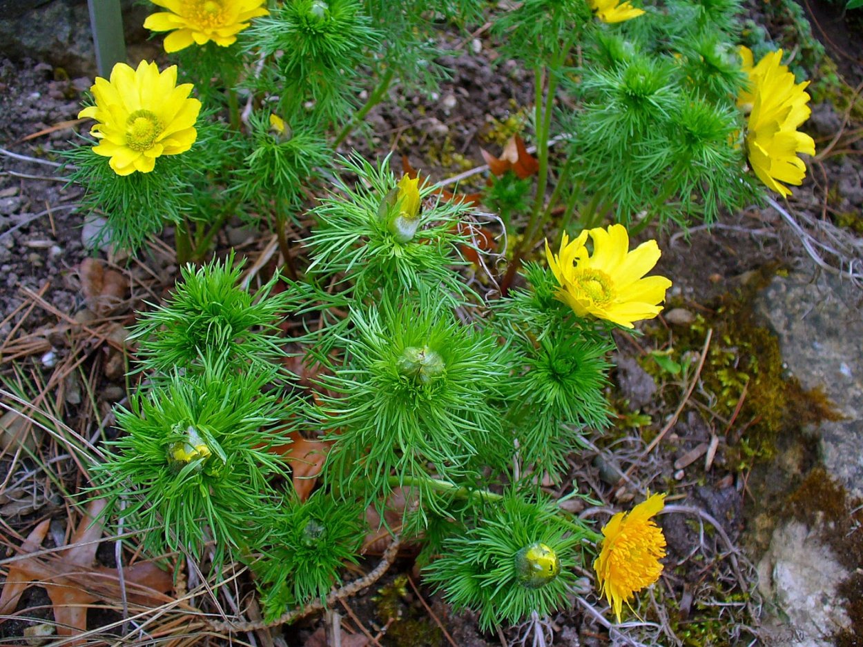 Адонис Стародубка