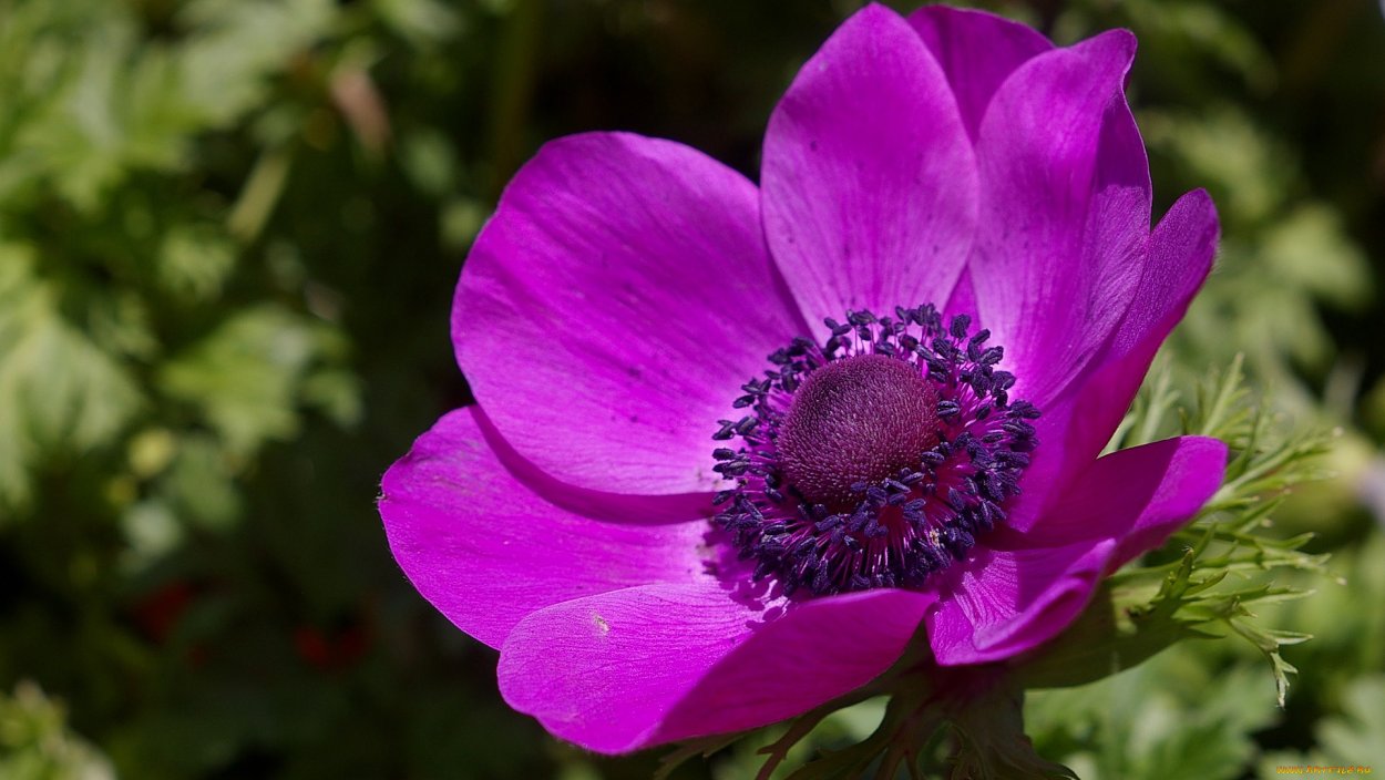 Цветы адонис и анемон