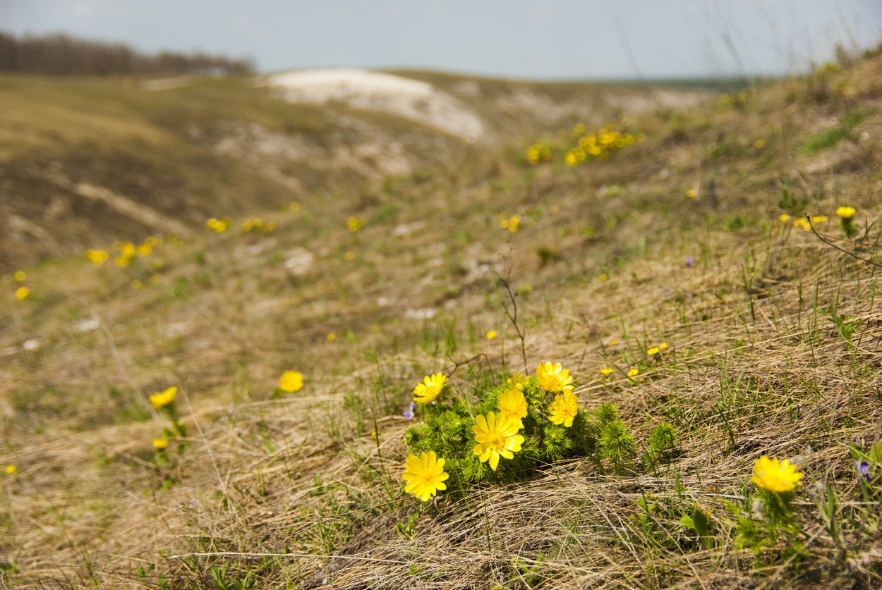 Растения Дивногорья