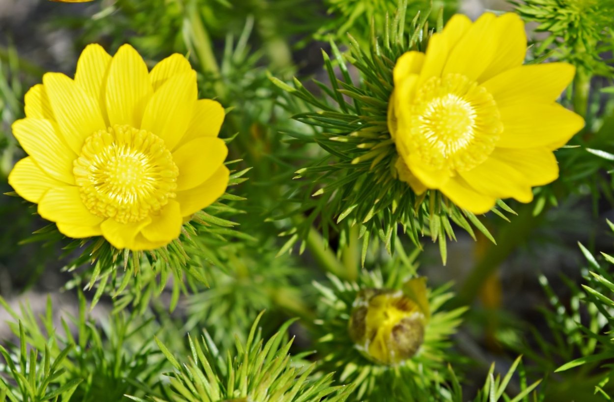 Адонис золотистый