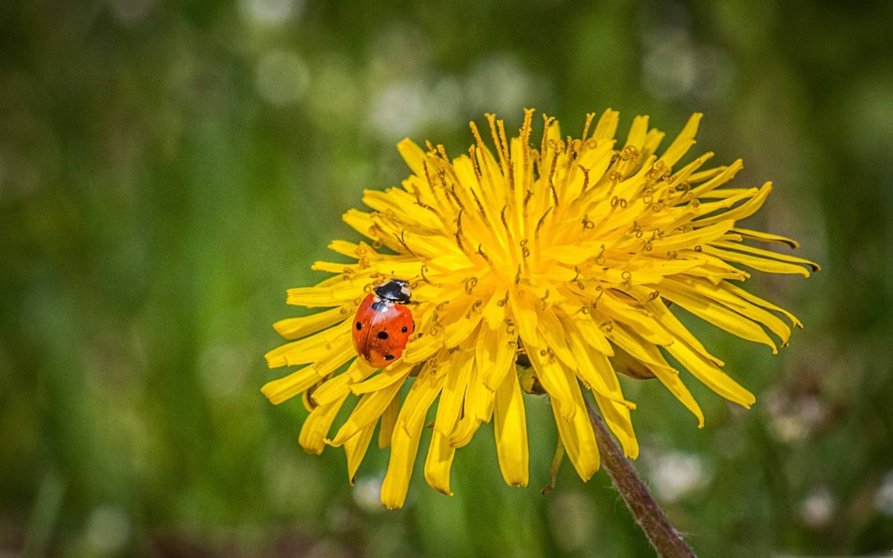 Божья коровка на желтом одуванчике