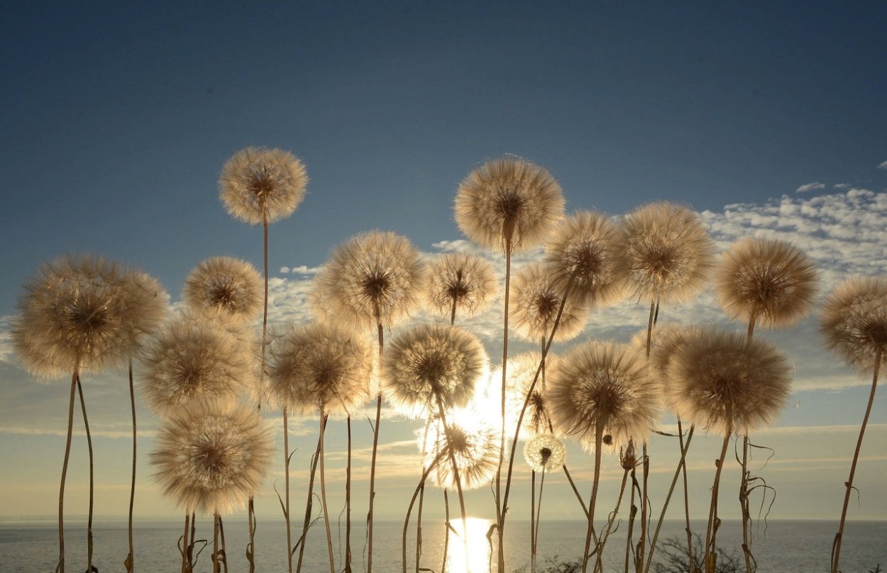 Смешной одуванчик